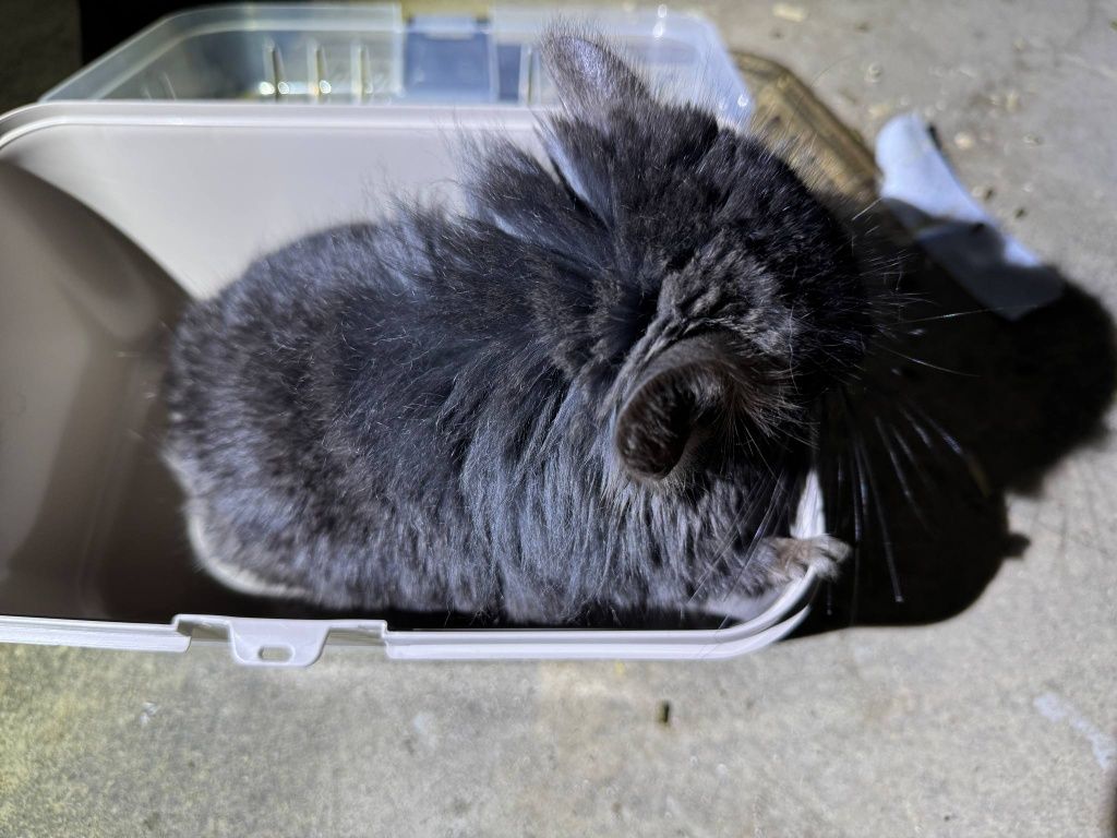Szynszyl chinchilla Angora  czarny samiec black