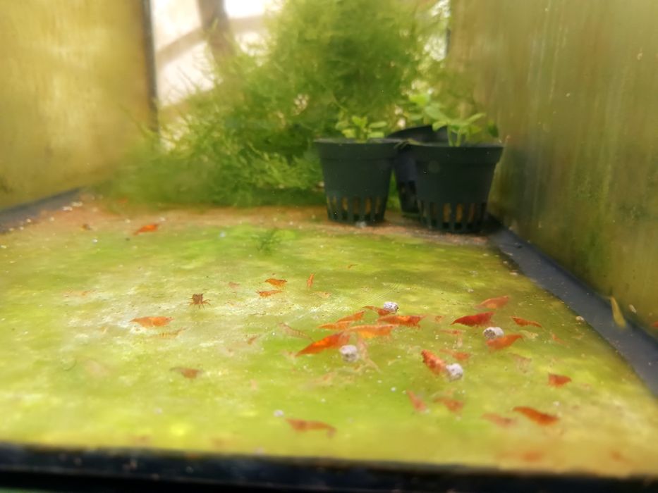 Camarões neocaridinas