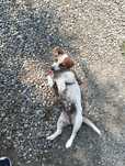 Jack Russell terrier