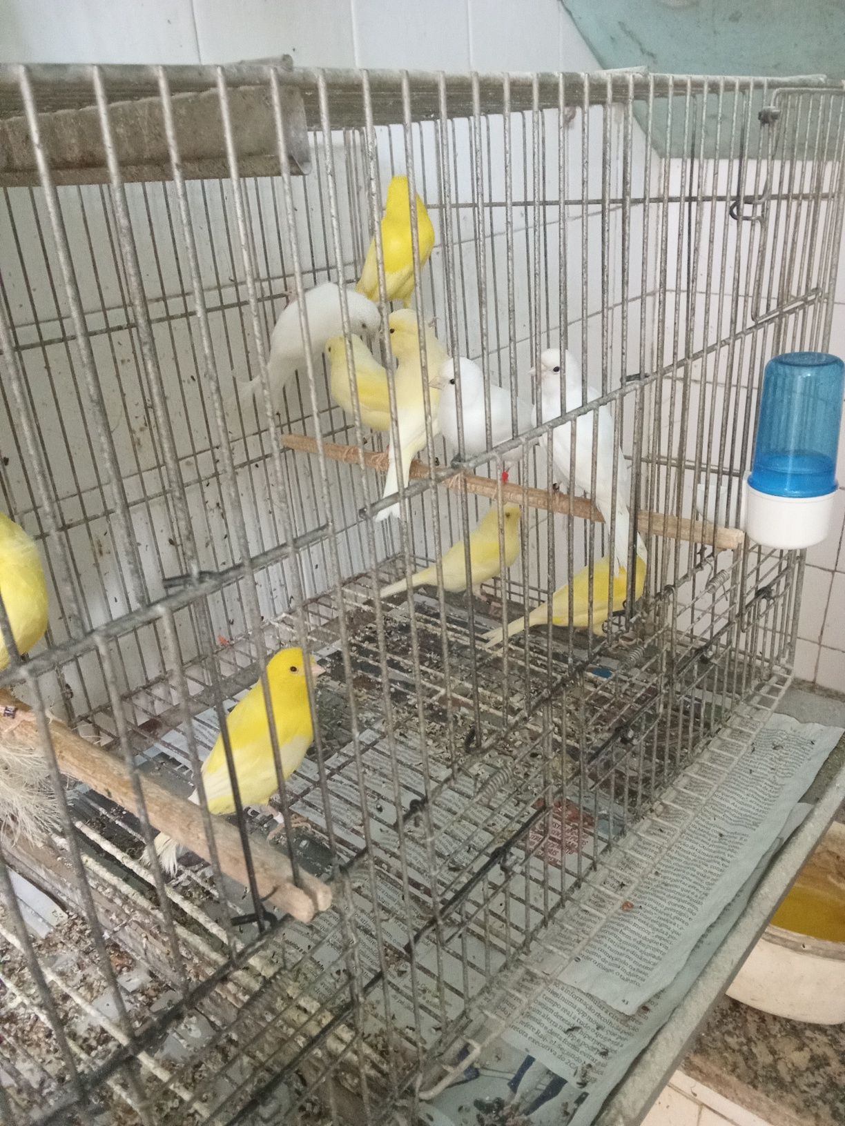 Canários amarelos e brancos