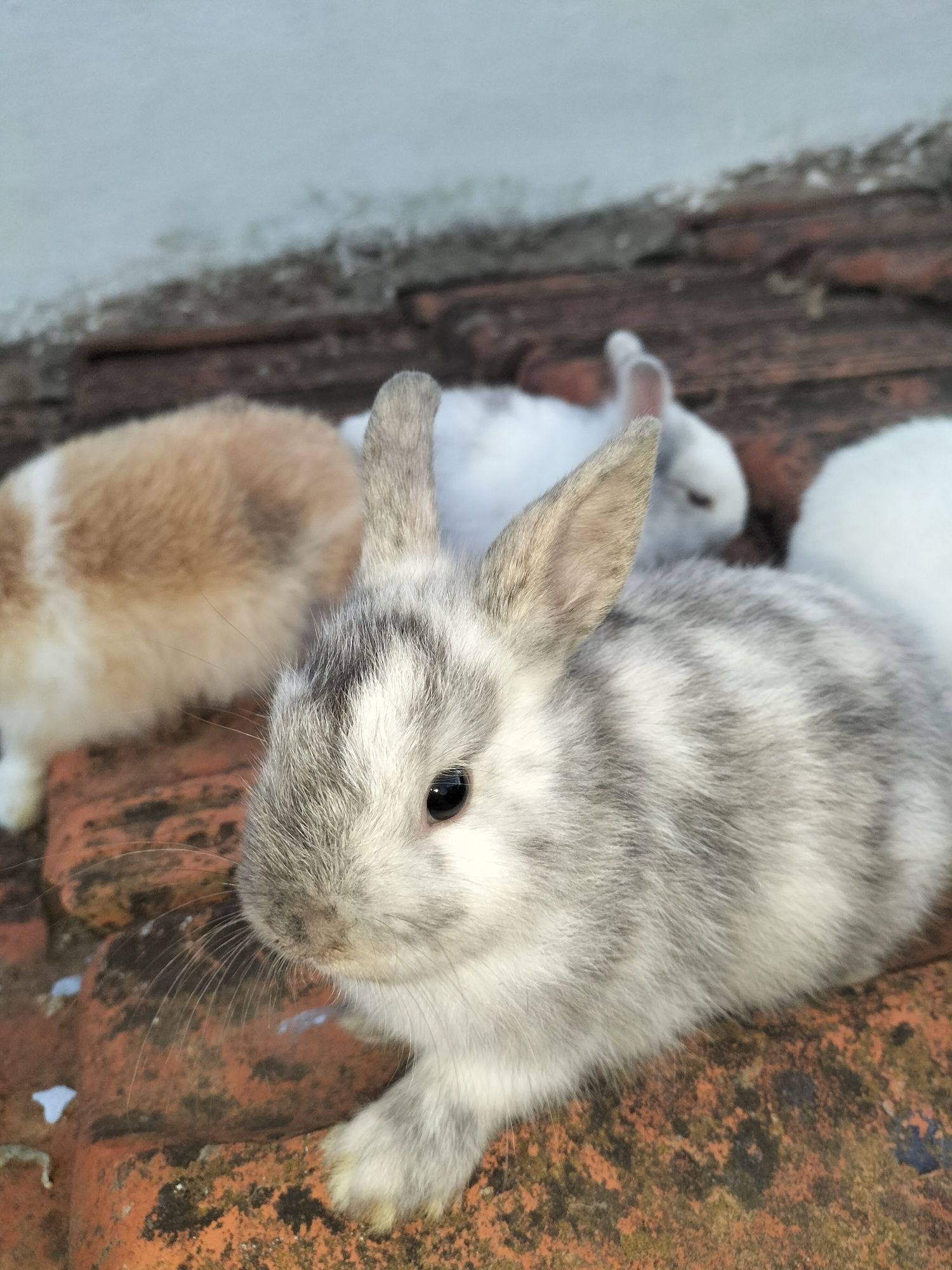 Coelhos nini anões