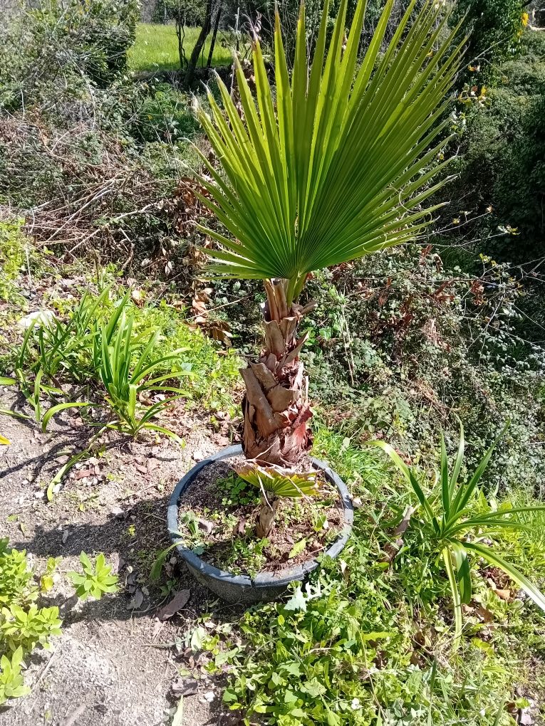 Palmeira jardim 2 arvores juntas