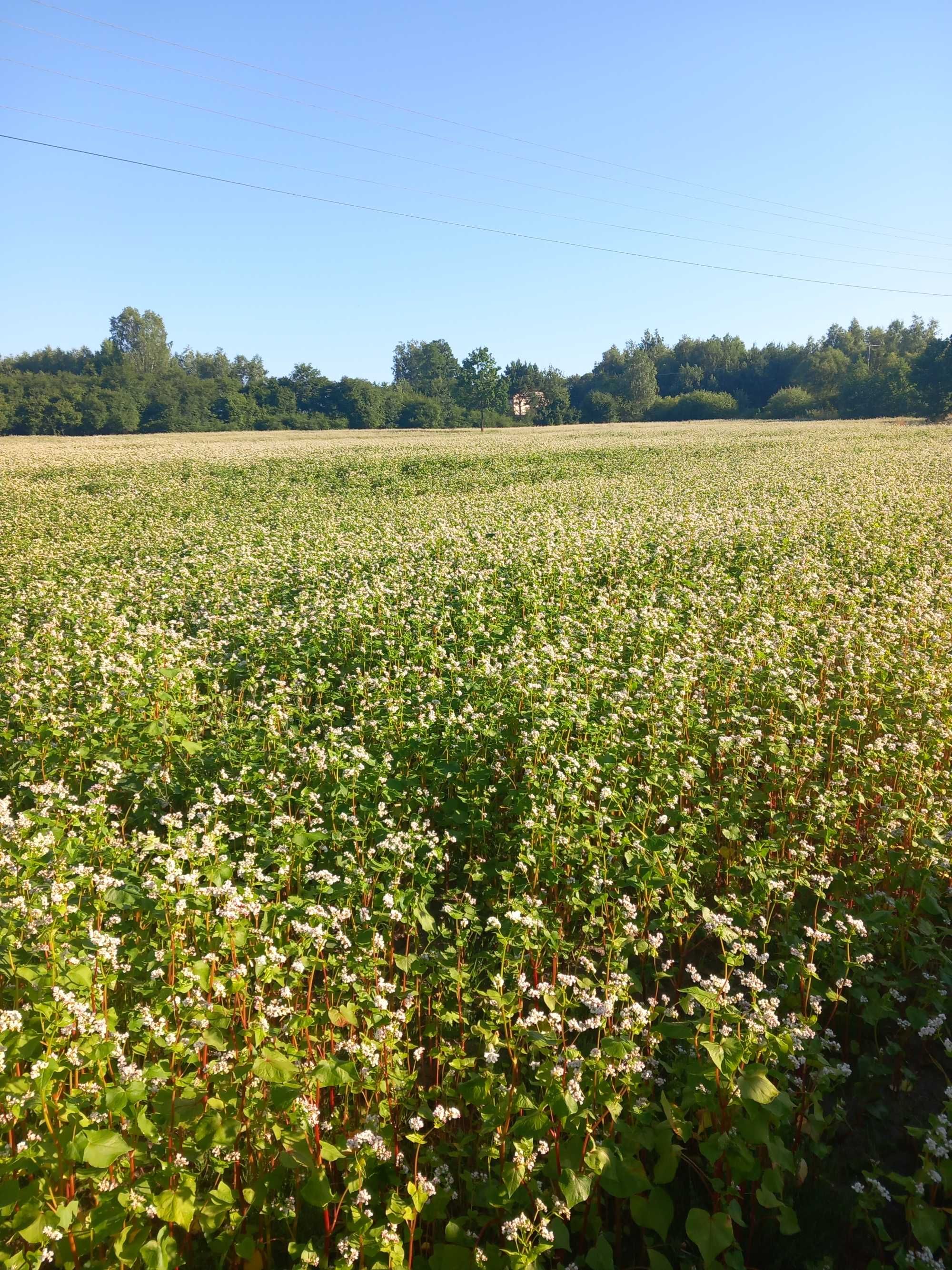 Tatarka-naturalnie dojrzała