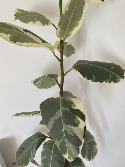 Planta de interior 2 metros de altura (até 15 dezembro)