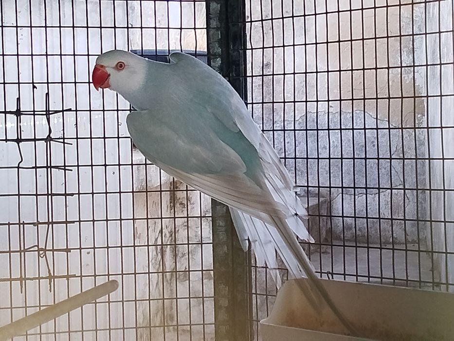 Ring neck fêmea azul lacewing