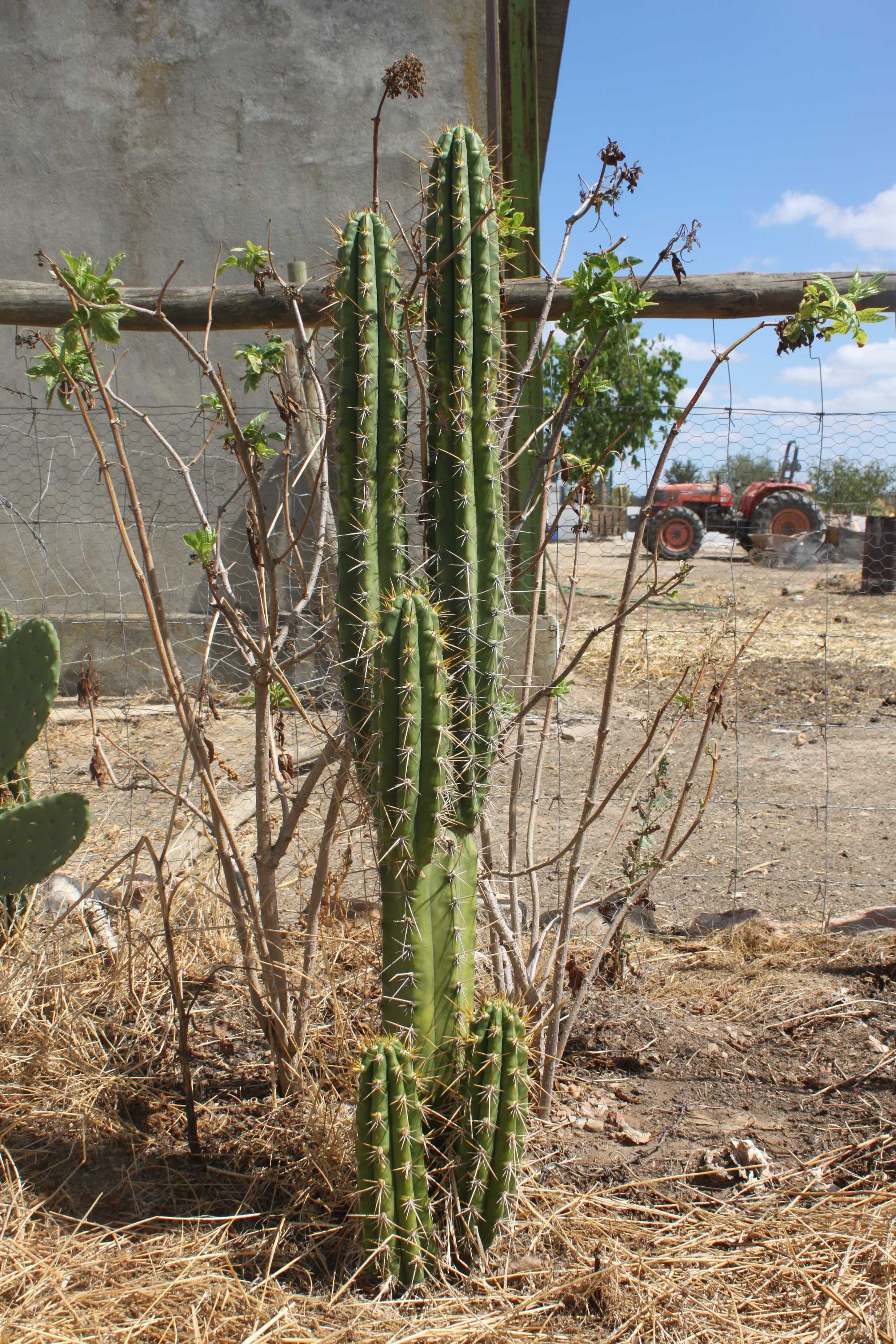 Cactos S. PEDRO..