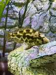 Ryby Pyszczaki Malawi Nimbochromis livingstonii