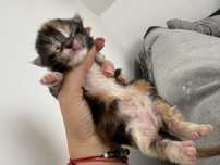 Kotka szylkretowa maine coon