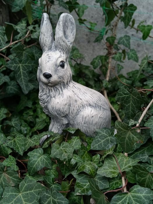 Плющ вічнозелений