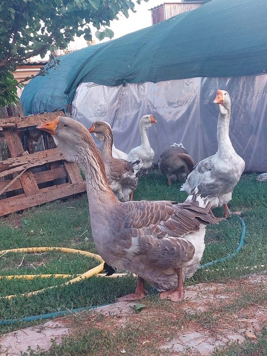 Продам гусей Холмогор