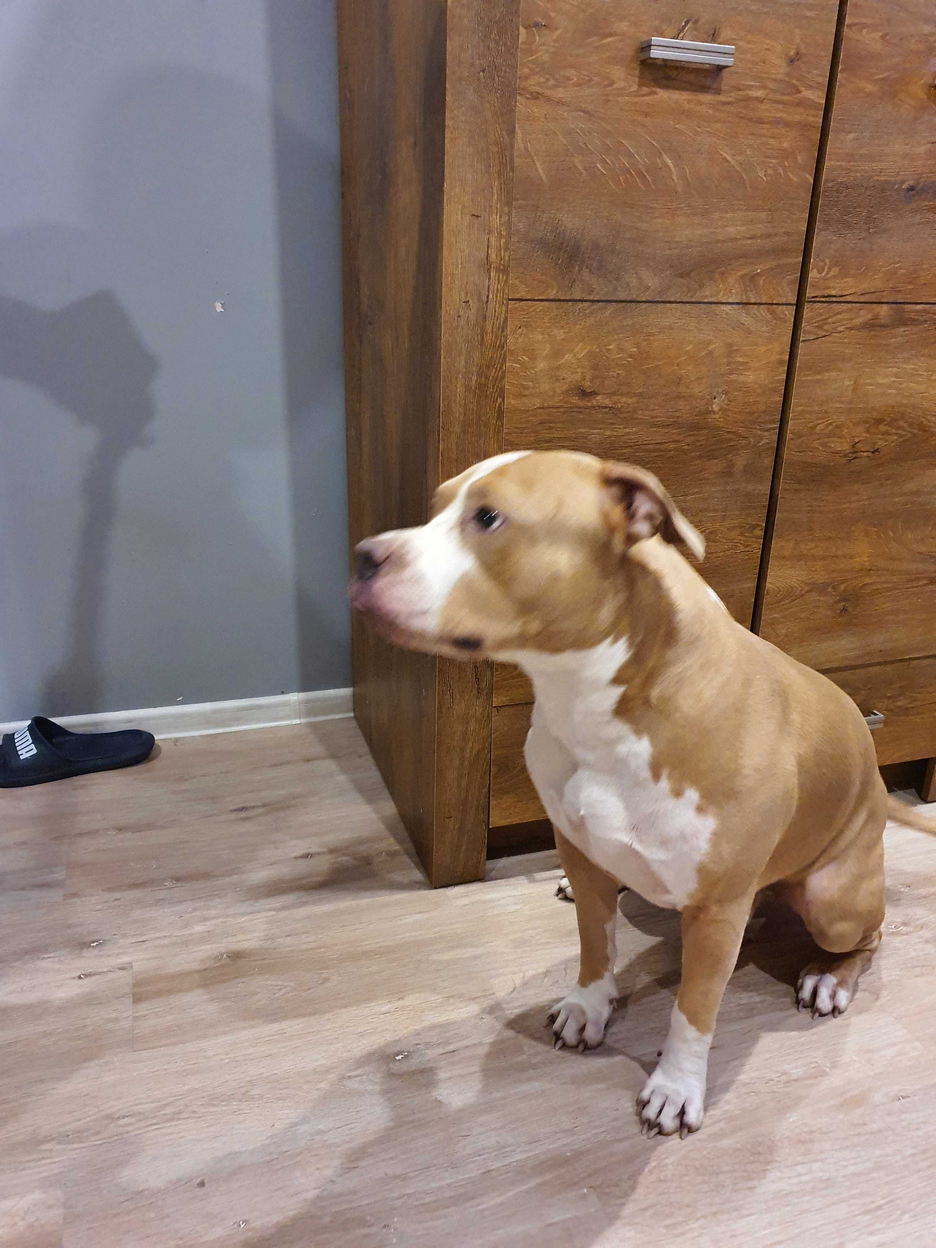 Zaginął pies Amstaff