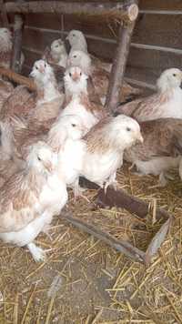Fawerola łososiowa-kurczaki