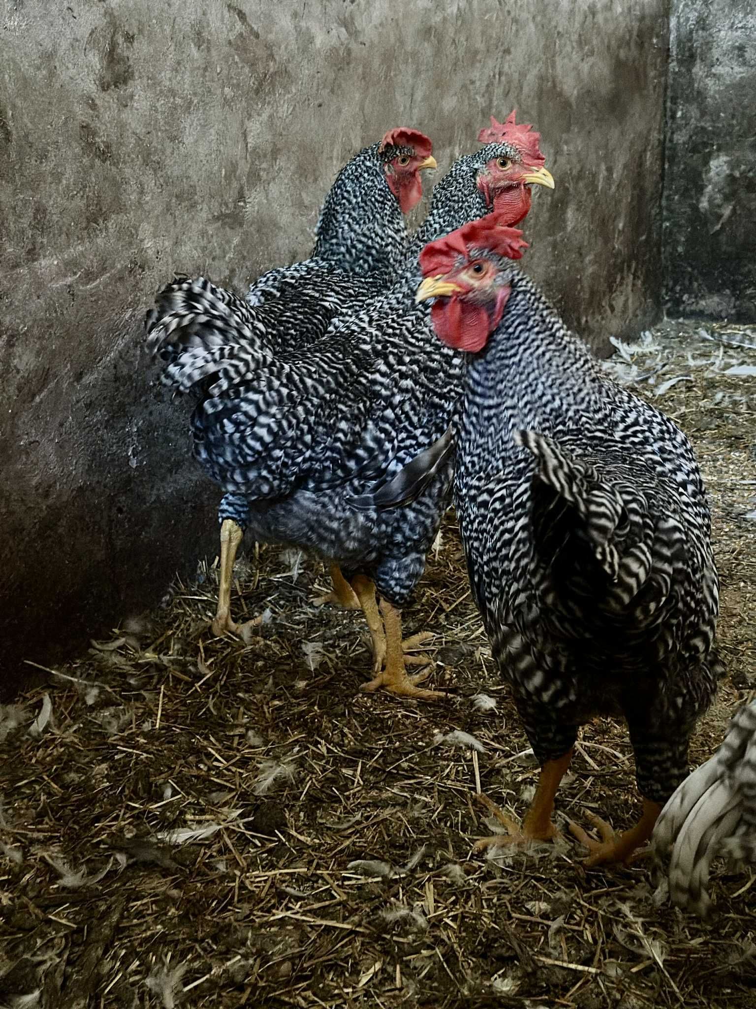 Vendo frangos pedrês