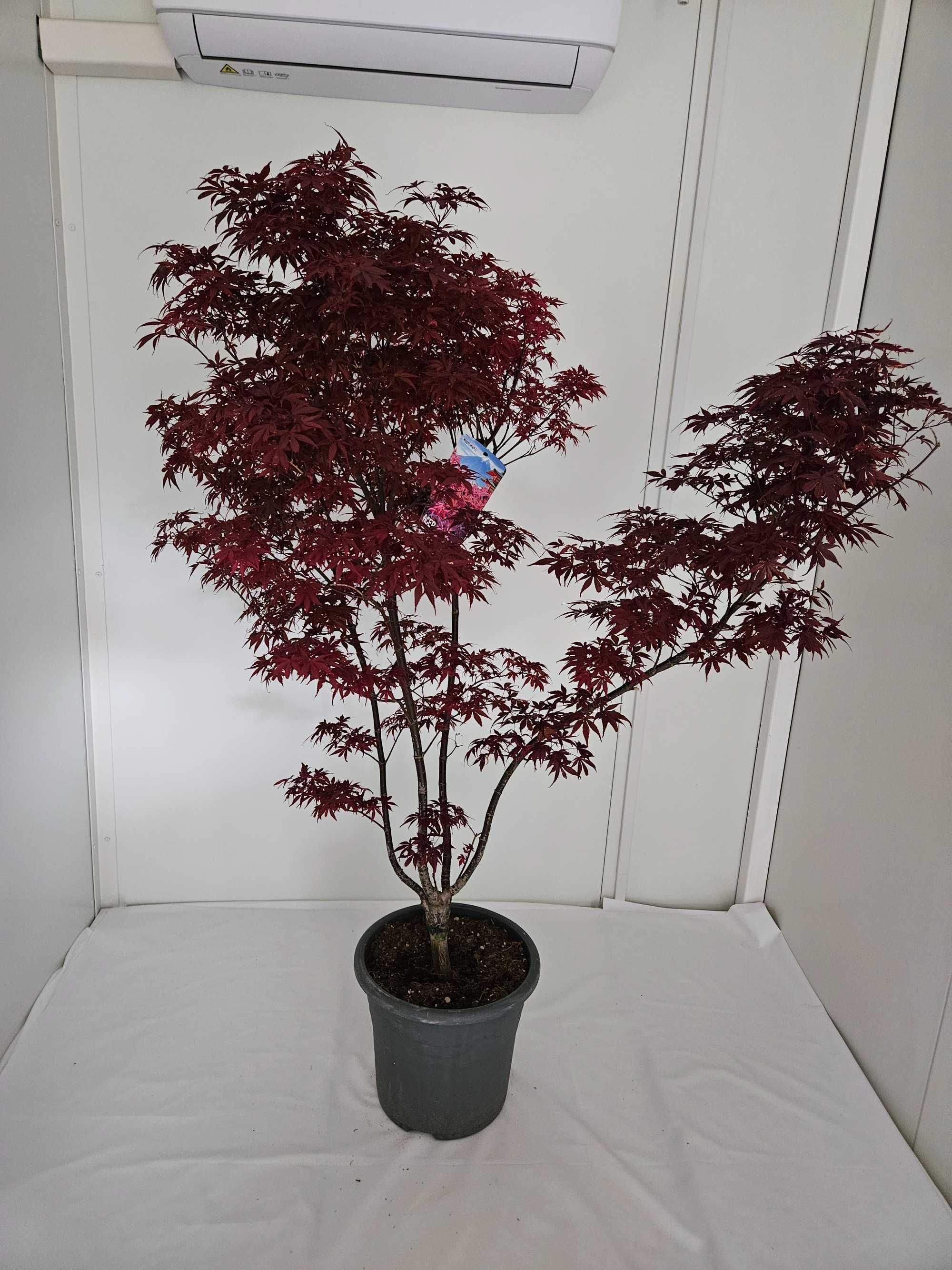 Bonsai – Klon japoński palmowy 'Skeeter's Broom' (Acer palmatum)