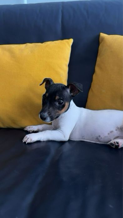 Продаються цуценята Джек-Рассел тер’єр!