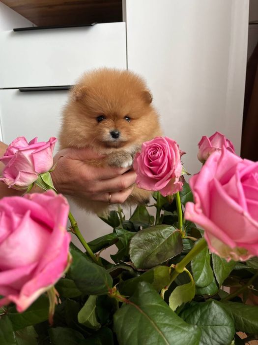 Руді шпіцики шукають дім