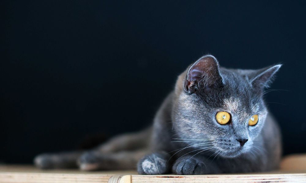 Lisa i Iwo czekają na wspólny dom.