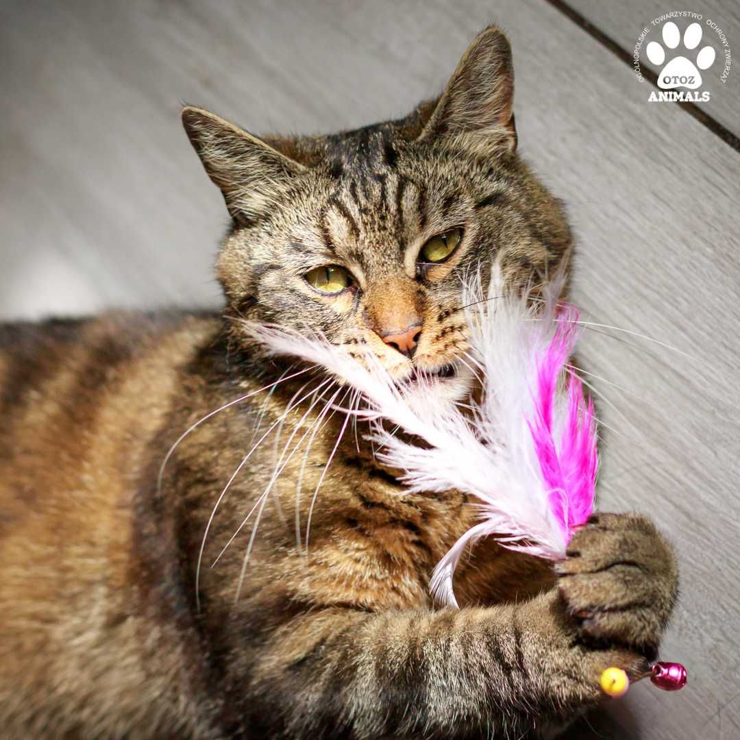 Kocurek Bonifacy do adopcji!