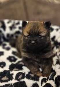 Szpic miniaturowy pomeranian szczeniak