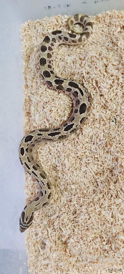 Heterodon zachodni samiec anaconda, conda