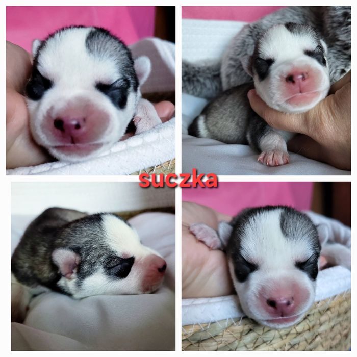 Szczenię siberian husky ZKwP FCI szczeniak haski rodowód po champion