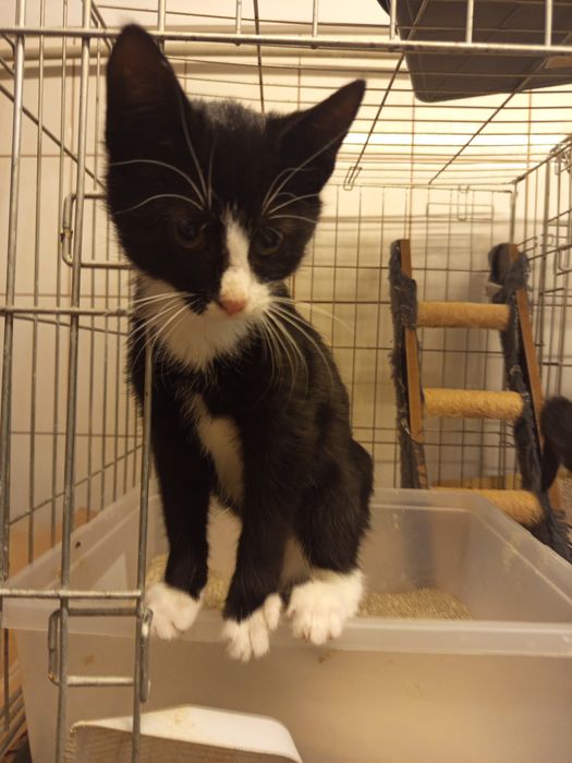 Dwaj bracia szukają domu niewychodzącego