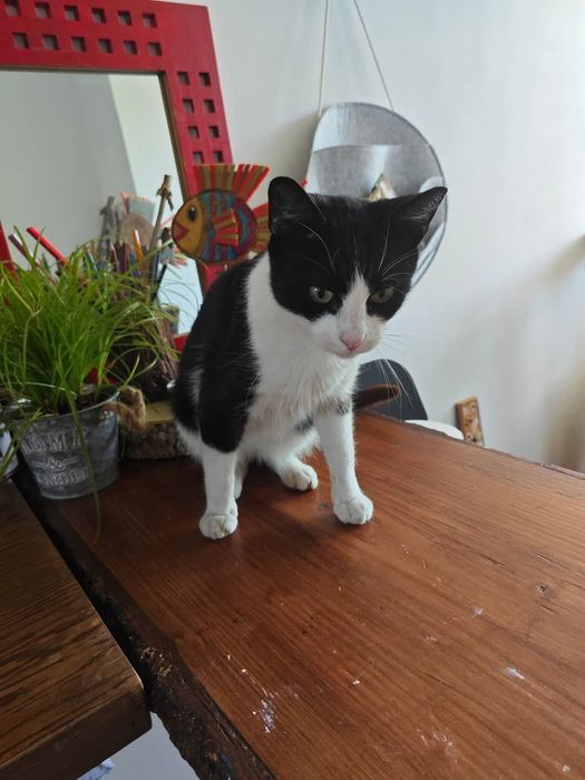 Kot / Adopcja / Pomoc / Stowarzyszenie KOCIE ŁAPKI