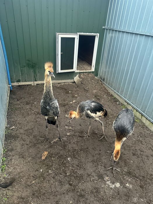 Żuraw koroniasty 2025 inne gatunki