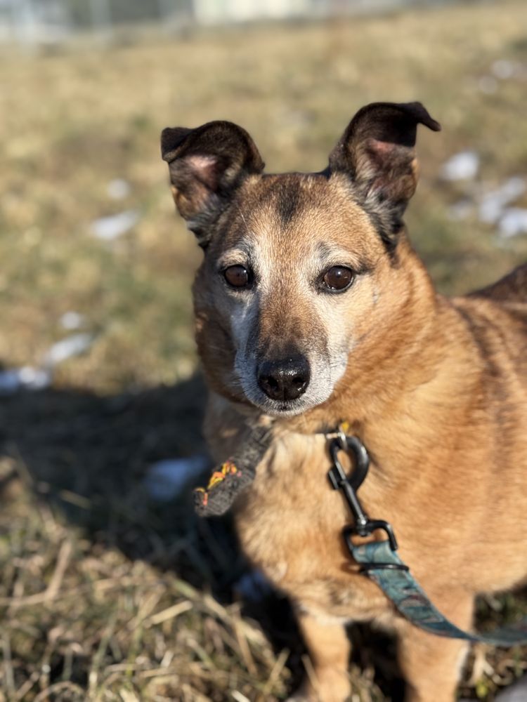Gapcio - uroczy kundelek do adopcji