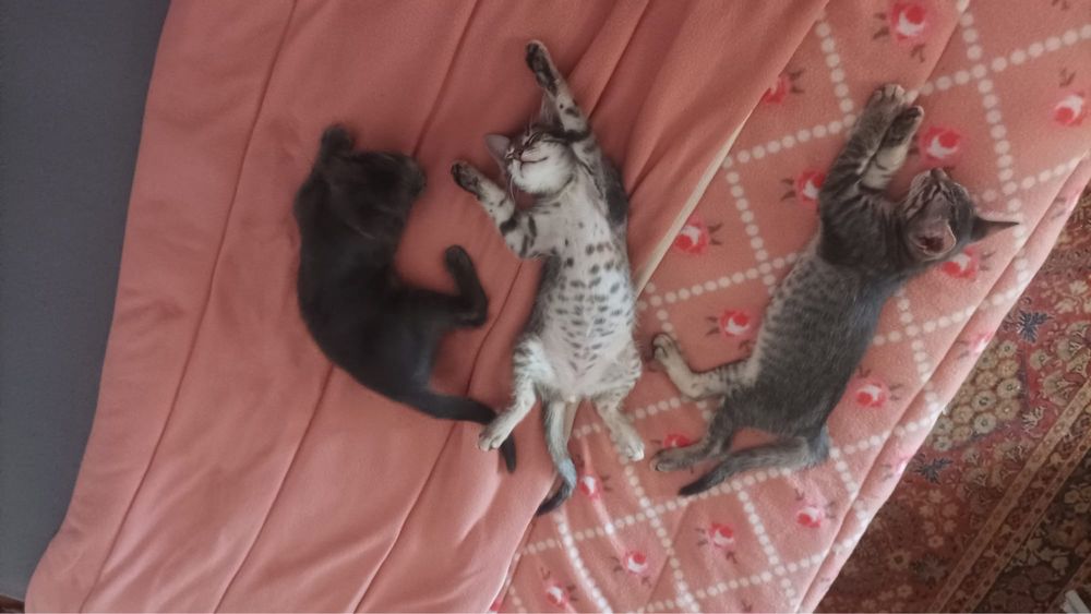 Gatinhas para adocao