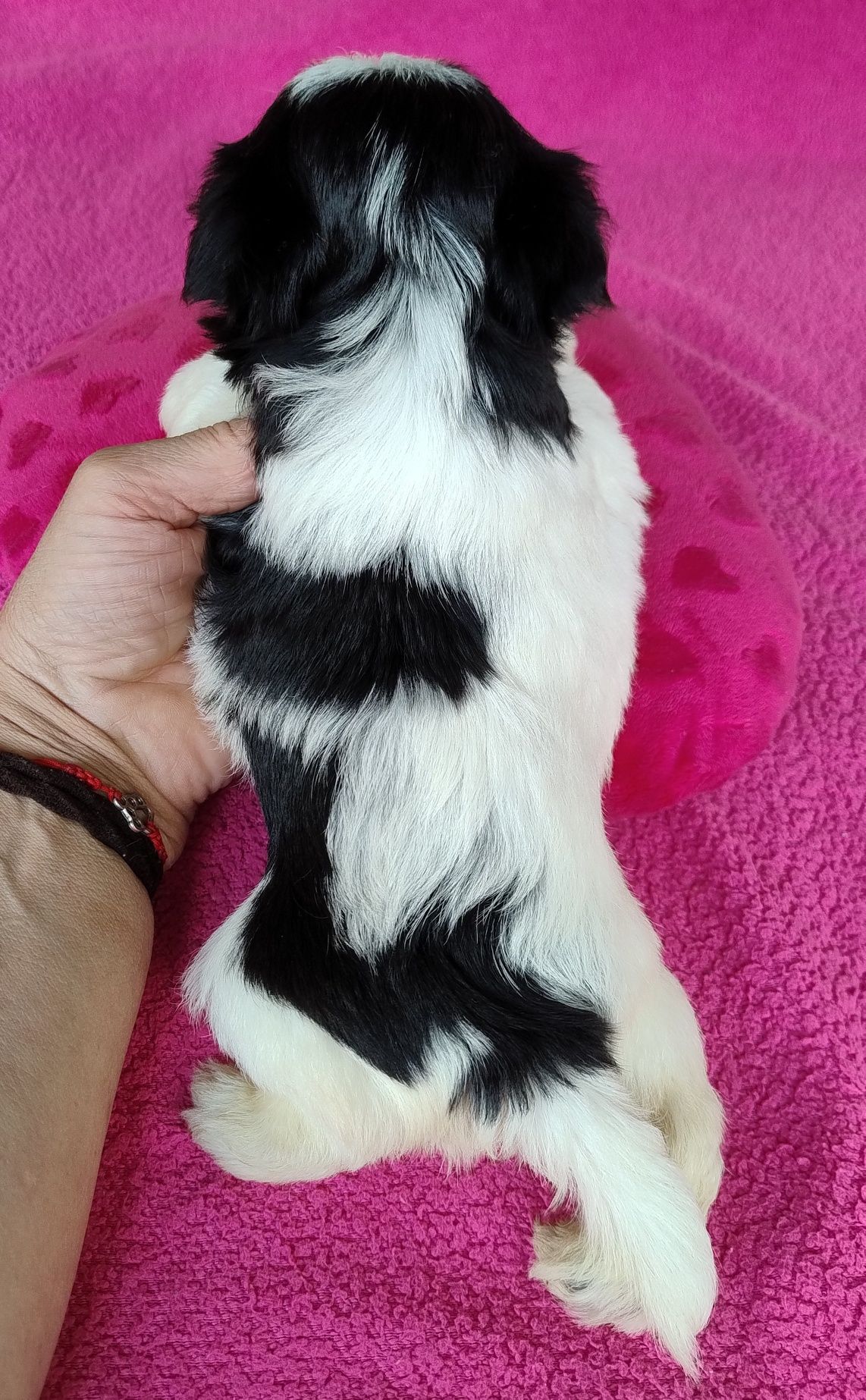 Yorkshire terrier biewer