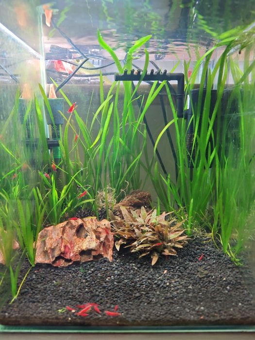 Planta de Aquário Valisneria spirallis