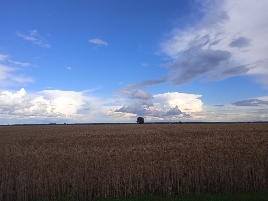 Sprzedam działkę o pow. 3000 m2