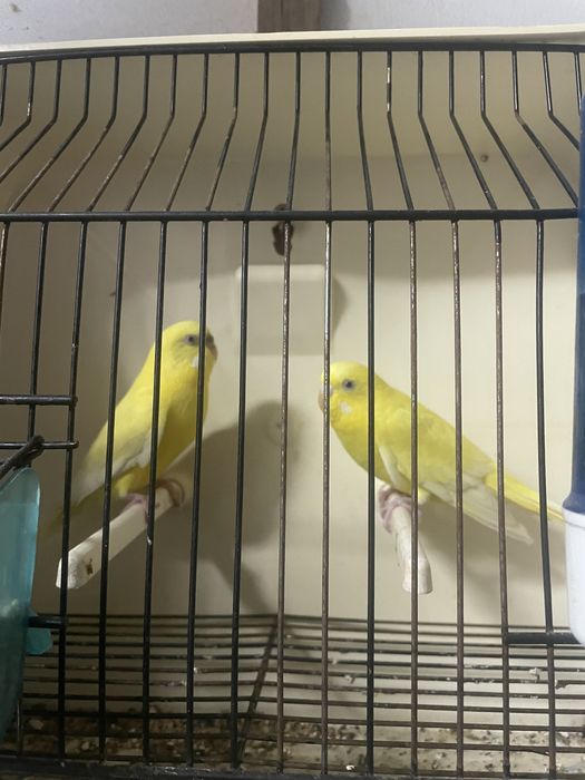 Casal de periquitos lutinos raros