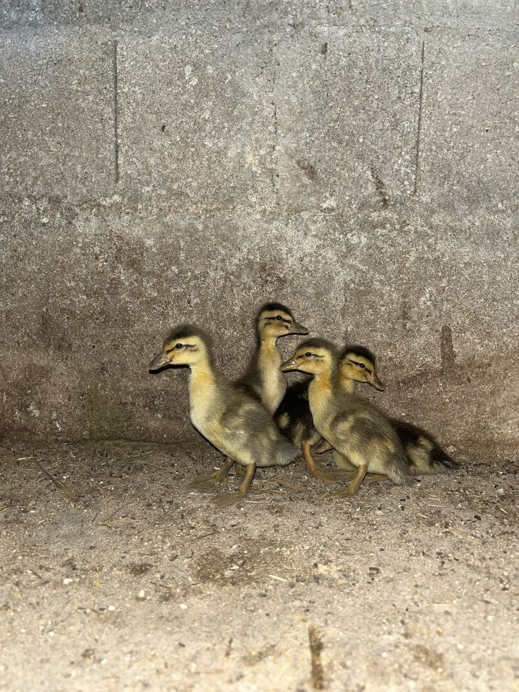 Patos Rouen.