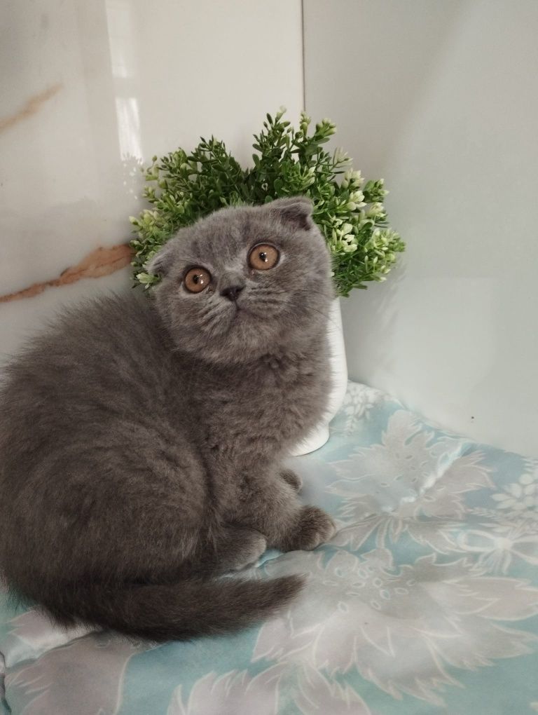 Scottish Fold macho