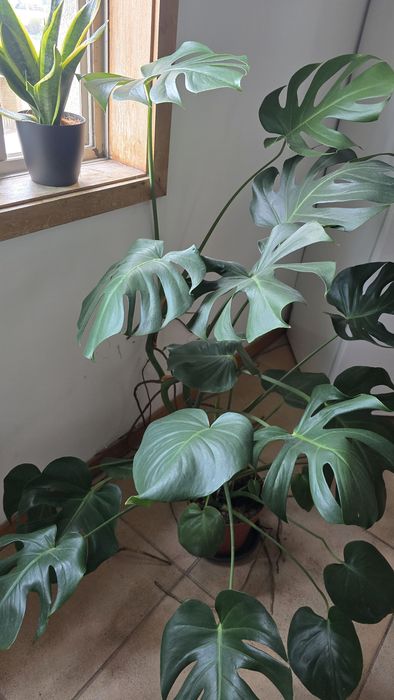 Urgente Planta Costela de Adão + Espada