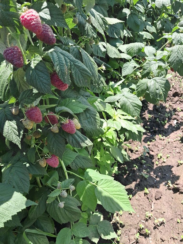 Świeże Maliny Ekologiczne – 0,5 kg / 13 zł – Soczyste i Pyszne!