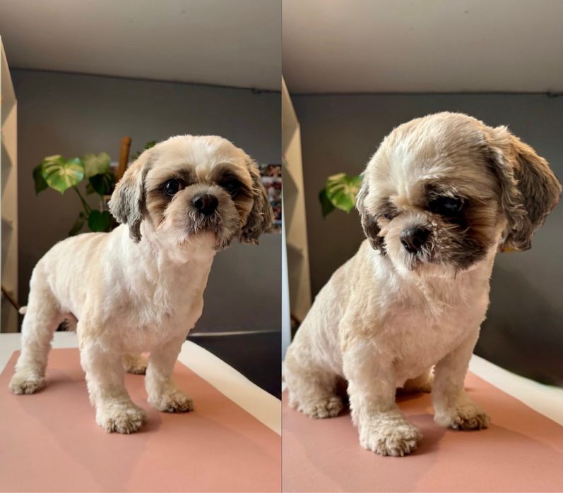 Groomer, Psi fryzjer