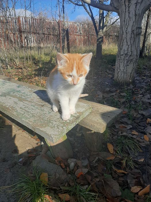 Котенок девочка, 2,5 месяца, замерзает на пустых дачах