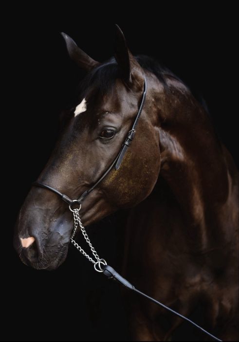 Koń wałach klasa N - piękny