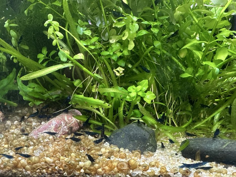 Креветка синя неокардіна