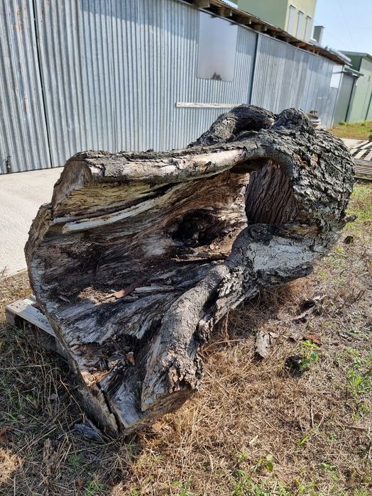 Konar drzewa - na ognisko na wesele