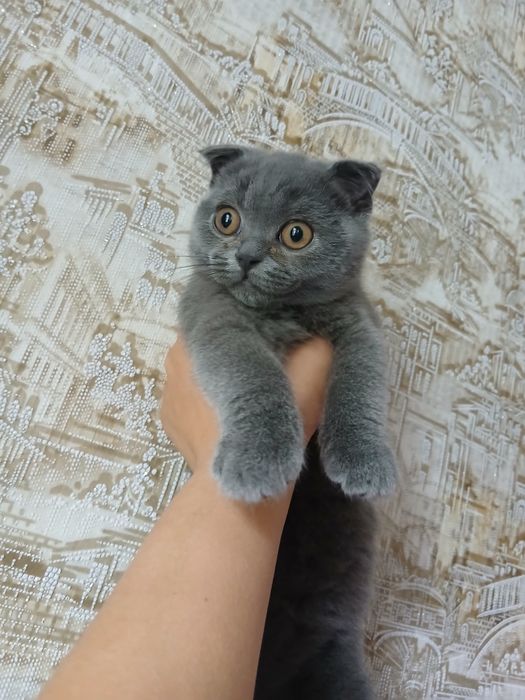 Котята породи " Скоттіш-фолд" шотландські клаповухі