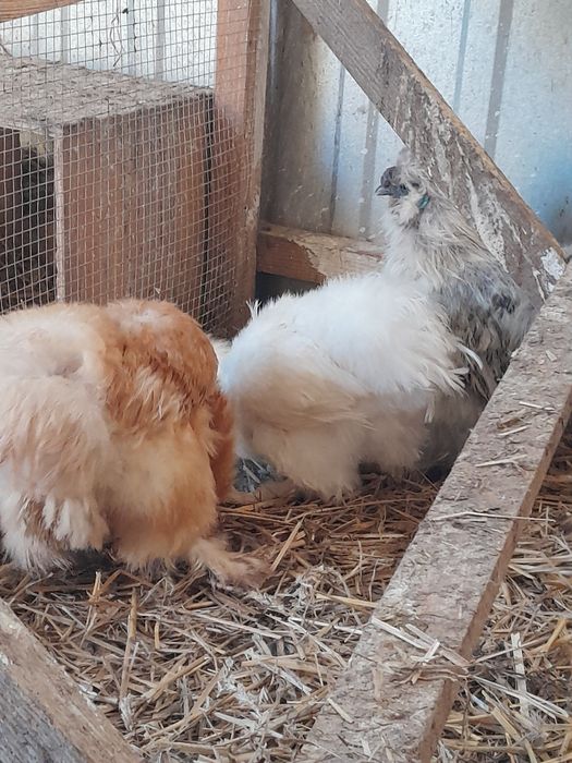 Siłki 3 kury i 1kogut komplet