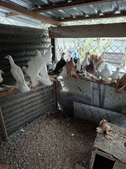 Gołębie Ozdobne Gołębie