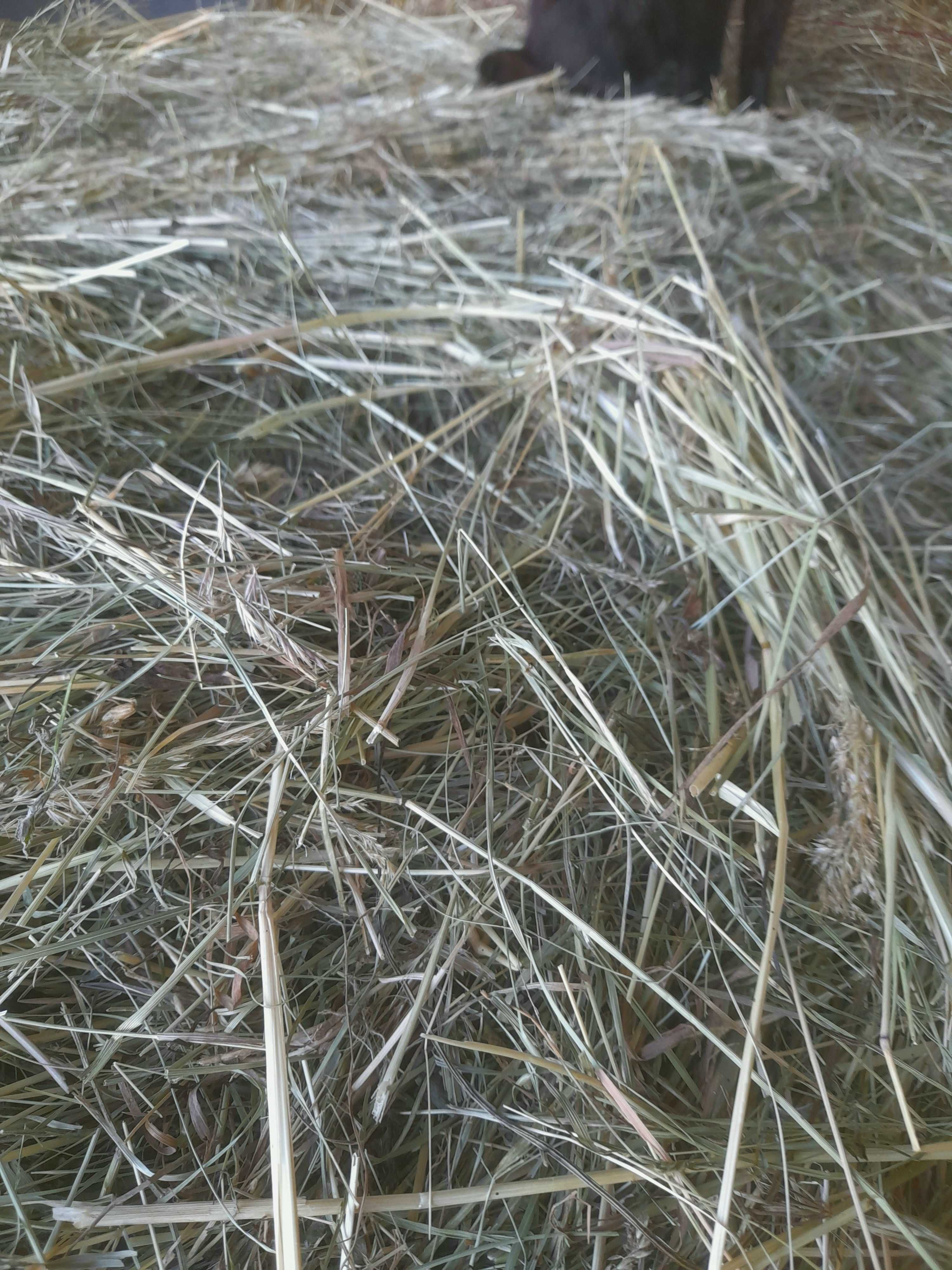 Bel siana i sianokiszonki z traw sianych transport , słoma, kukurydza