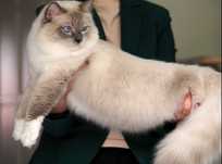 Ragdoll- piękny kocur do hodowli
