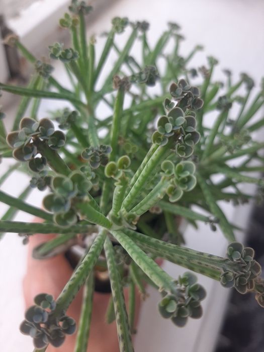 Продам каланхоє тубіфлора