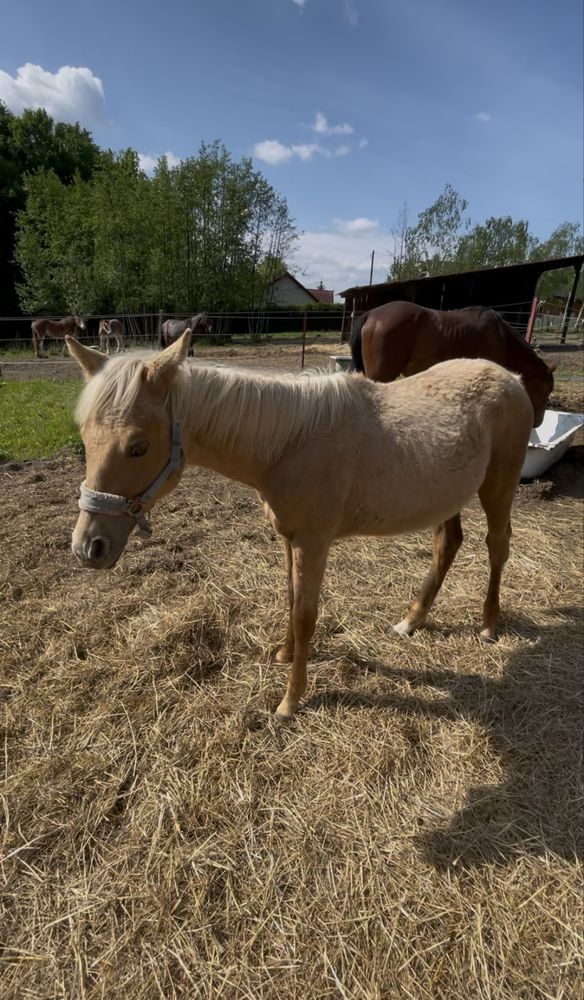 Klaczka AQH PALOMINO z rzadkim rodowodem